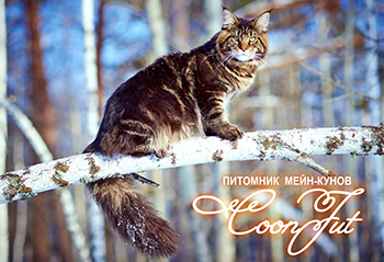 Питомник кошек: КунЖут / CoonJut