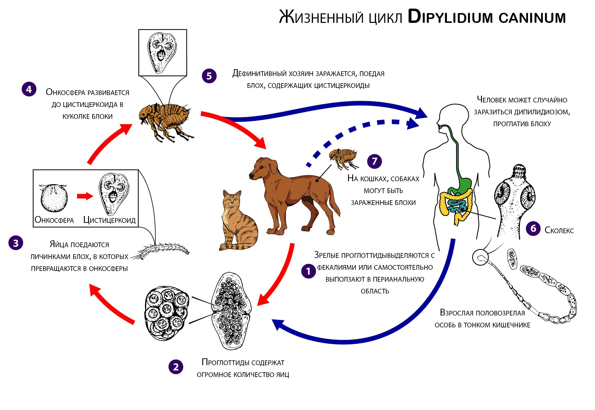 Dipylidium caninum. Онкосфера ленточных червей. Онкосфера это в паразитологии.