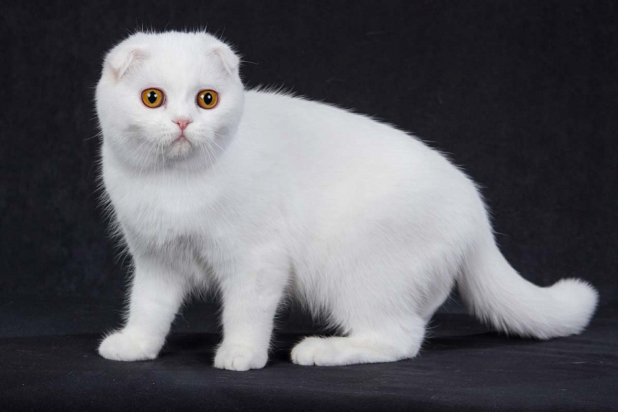 кот шотландец белый