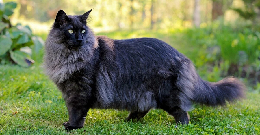 черная норвежская лесная кошка