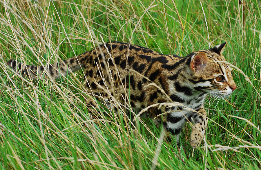 Азиатская леопардовая кошка, ALC (Felis bengalensis)